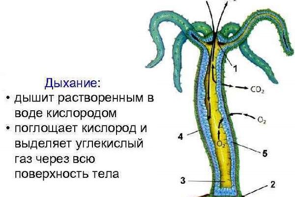 Кракен kr2connect co